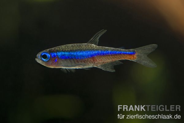 Blauer Neon - Paracheirodon simulans